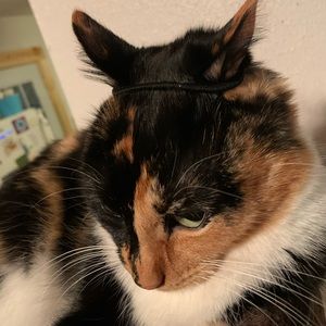 Meet your Posher, Zoe